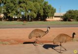 Theres an Emu out the front.