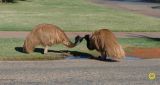 Emus kissing?