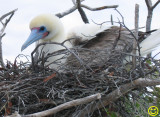 Juvenile Red-footed Booby