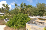 Kiritimati vegetation