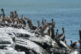 Pelicans of Humboldt Bay 3347.jpg