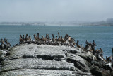 Pelicans of Humboldt Bay 3349.jpg