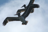Pelicans of Humboldt Bay 3373.jpg