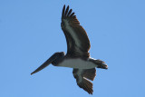 Pelicans of Humboldt Bay 3379.jpg