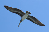 Pelicans of Humboldt Bay 3404.jpg
