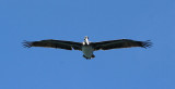 Pelicans of Humboldt Bay 3425.jpg