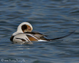 _B3L0437-Long Tail Duck  ( aka Old Squaw ) .jpg