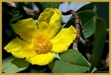 Hibbertia Scandens.jpg