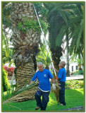 Palm pruners 1.jpg