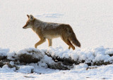 coyote29.jpg