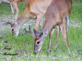 Two young bucks having dinner  in our back yard