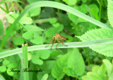 Insects and small critters