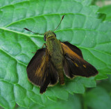 Skipper Butterfly on Porter Weed