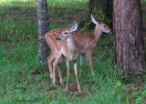 2-Fawns