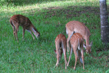 4-Fawns