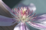 Nellie Mosier Clematis
