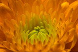 Orange Mum