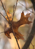 Perched Oak Leaf