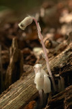 Indian Pipe