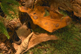 Detritus 2