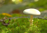 Mushroom in Moss