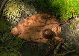 Detritus 3