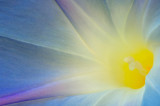 Morning Glory Glow