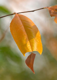 Severed Leaf