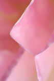 Rose 1