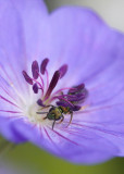 Tending a Geranium