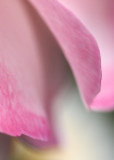 Rose 7