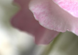 Rose 7