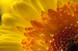 Sun-flower 2
