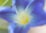 Pinwheel