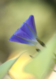 Morning Glory