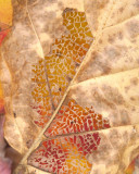 Delicate Decay