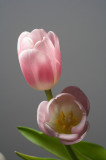 Pink pair