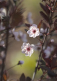 Sand Cherry Blossoms