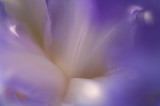Iris Impression