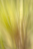 Needles 2