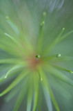 Needles & Drops  5