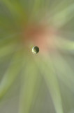 Needles &  Drops 8