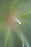 Needles &  Drops 4