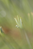 Needles &  Drops 6