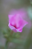 Pink Phlox