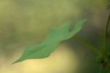 Morning Glory Leaf