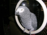 Baloo the African Gray. He talks like Duane