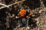 Eresus kollari (male)