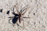 Pisaura mirabilis