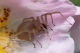 Cheiracanthium sp.